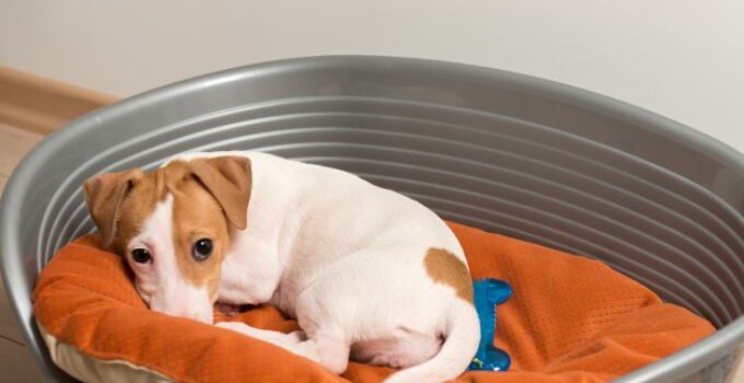 10 Best Dog Beds for Indoor and Outdoor Use