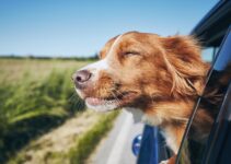 Top 3 Safety Accessories to Secure a Dog in the Back of a Ute – 2023