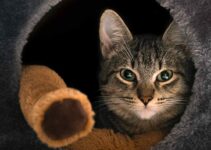 3 Best Cat Caves For Large Cats 2022