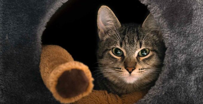 3 Best Cat Caves For Large Cats 2023